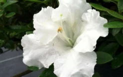 Gumpo White Dwarf Azalea - 1 Gallon Pot -Blossom Grove Store Azalea White Gumpo