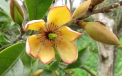 Banana Shrub - 5 Gallon Pot -Blossom Grove Store Banana Shrub Flower Closeup