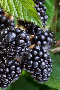 Navaho Thornless Blackberry - 6 Pack Of 1 Gallon Pots