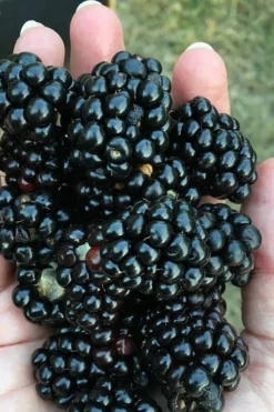 Prime Ark Freedom Blackberry Plant - 2 Gallon Pot