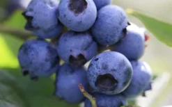 Delite Rabbiteye Blueberry - 3 Gallon Pot -Blossom Grove Store Blueberry Delite 1