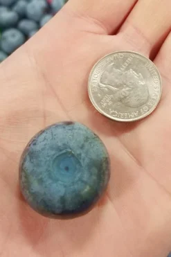 Titan Blueberry - 7 Gallon Pot