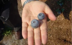 Titan Blueberry - 1 Gallon Pot -Blossom Grove Store Blueberry Titan