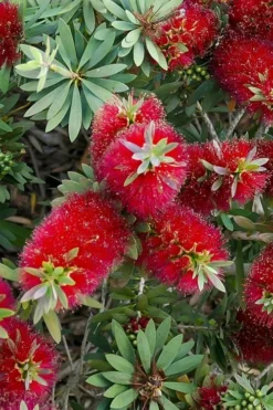 Little John Dwarf Red Bottlebrush (Callistemon Citinus) - 1 Gallon Pot -Blossom Grove Store Bottlebrush Little John 4
