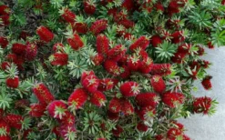 Little John Dwarf Red Bottlebrush (Callistemon Citinus) - 1 Gallon Pot -Blossom Grove Store Bottlebrush Little John 7