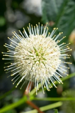 Sugar Shack Fragrant Dwarf Buttonbush - Cephalanthus Occidentalis - 3 Gallon Pot