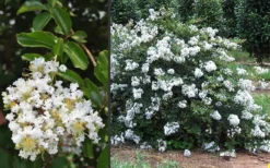 Acoma Weeping White Crape Myrtle - 1 Gallon Pot -Blossom Grove Store Crape Myrtle Acoma 3 1