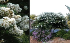Acoma Weeping White Crape Myrtle - 1 Gallon Pot -Blossom Grove Store Crape Myrtle Acoma 4 1