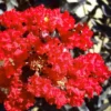 Black Diamond Red Hot Crape Myrtle - 3 Gallon Pot