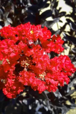 Black Diamond Red Hot Crape Myrtle - 2 Gallon Pot