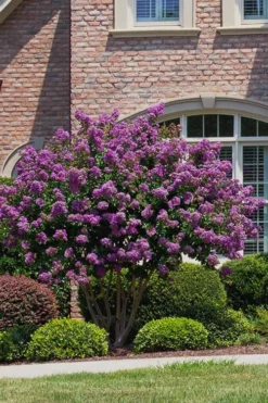 Catawba Purple Crape Myrtle - 3 Gallon Pot -Blossom Grove Store Crape Myrtle Catawba 5