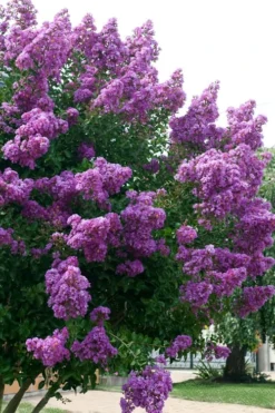 Catawba Purple Crape Myrtle - 6 Pack Of 1 Gallon Pots -Blossom Grove Store Crape Myrtle Catawba 500x750 3