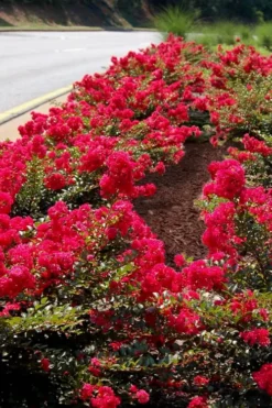 Cherry Dazzle Dwarf Crape Myrtle - 3 Gallon Pot -Blossom Grove Store Crape Myrtle Cherry Dazzle 31