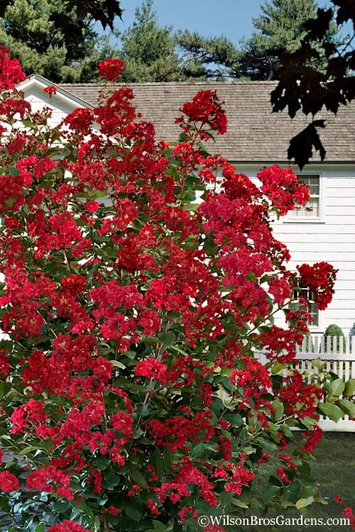 Colorama Scarlet Red Crape Myrtle - 5 Gallon Pot 4 Colorama Scarlet Red Crape Myrtle - 5 Gallon Pot - Image 4