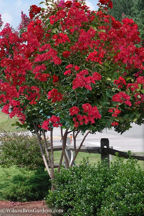 Colorama Scarlet Red Crape Myrtle - 5 Gallon Pot 1 Colorama Scarlet Red Crape Myrtle - 5 Gallon Pot