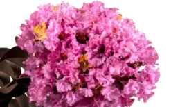 Delta Eclipse Crape Myrtle - 2 Gallon Pot -Blossom Grove Store Crape Myrtle Delta Eclipse