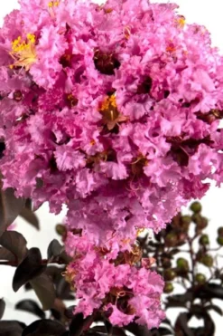 Delta Eclipse Crape Myrtle - 2 Gallon Pot -Blossom Grove Store Crape Myrtle Delta Eclipse BS