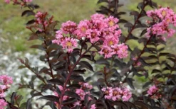 Delta Jazz Crape Myrtle - Single Trunk Topiary Tree - 5 Gallon Pot -Blossom Grove Store Crape Myrtle Delta Jazz 2