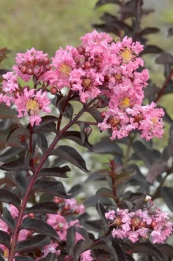 Delta Jazz Crape Myrtle - 2 Gallon Pot 11 Delta Jazz Crape Myrtle - 2 Gallon Pot -Blossom Grove Store Crape Myrtle Delta Jazz Rev 500x750 1