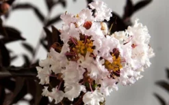 Delta Moonlight Crape Myrtle - 3 Gallon Pot 7 Delta Moonlight Crape Myrtle - 3 Gallon Pot -Blossom Grove Store Crape Myrtle Delta Moonlight 1