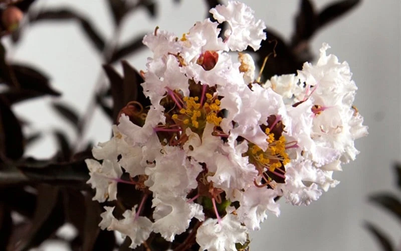 Delta Moonlight Crape Myrtle - 2 Gallon Pot 4 Delta Moonlight Crape Myrtle - 2 Gallon Pot - Image 4