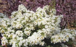 Diamond Dazzle Dwarf Crape Myrtle - 2 Gallon Pot -Blossom Grove Store Crape Myrtle Diamond Dazzle