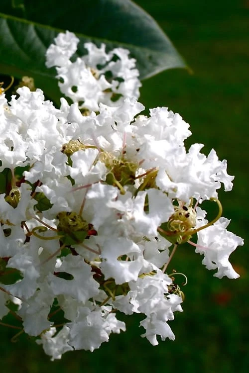 Diamond Dazzle Dwarf Crape Myrtle - 3 Gallon Pot 1 Diamond Dazzle Dwarf Crape Myrtle - 3 Gallon Pot
