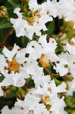 Diamond Dazzle Dwarf Crape Myrtle - 2 Gallon Pot -Blossom Grove Store Crape Myrtle Diamond Dazzle BS