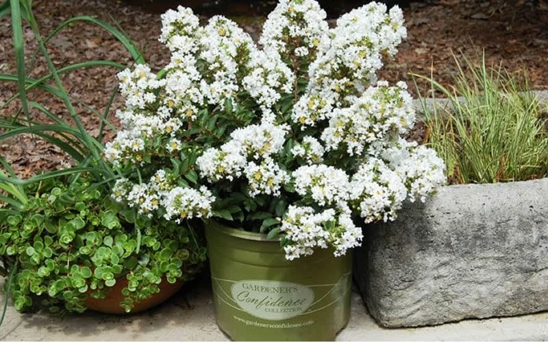 Diamond Dazzle Dwarf Crape Myrtle - 3 Gallon Pot 4 Diamond Dazzle Dwarf Crape Myrtle - 3 Gallon Pot - Image 4