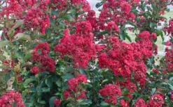 Double Feature Red Crape Myrtle - 3 Gallon Pot -Blossom Grove Store Crape Myrtle Double Feature 50