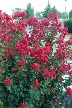 Double Feature Red Crape Myrtle - 3 Gallon Pot -Blossom Grove Store Crape Myrtle Double Feature Rev 500x750 1