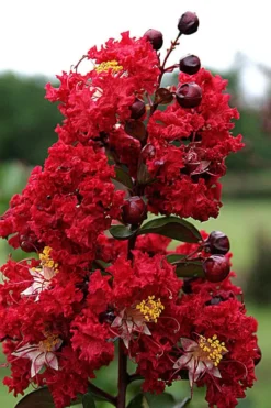 Dynamite Red Crape Myrtle - 7 Gallon Pot (5-6') 9 Dynamite Red Crape Myrtle - 7 Gallon Pot (5-6') -Blossom Grove Store Crape Myrtle Dynamite Rev 2 500x750 2