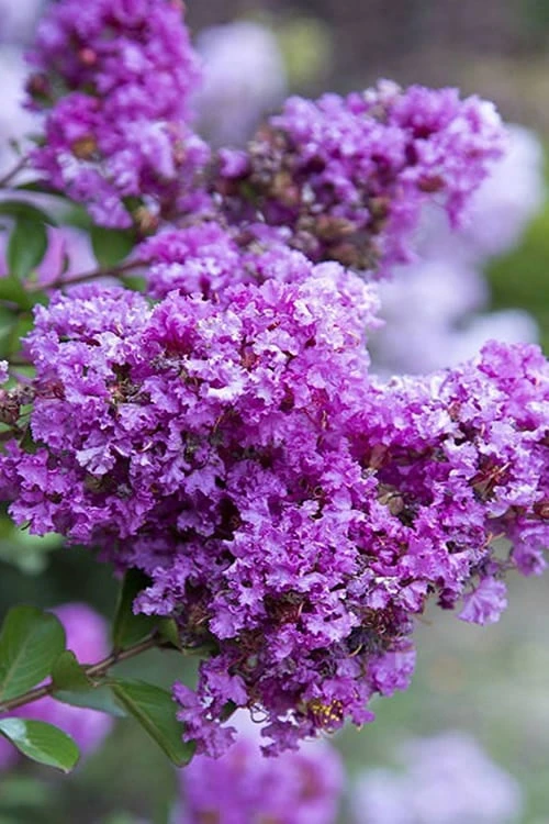 Early Bird Purple Crape Myrtle - 2 Gallon Pot 1 Early Bird Purple Crape Myrtle - 2 Gallon Pot