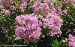 Early Bird Lavender Crape Myrtle - 3 Gallon Pot -Blossom Grove Store Crape Myrtle Early Bird Lavender 6