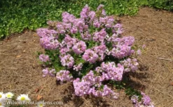 Early Bird Lavender Crape Myrtle - 3 Gallon Pot -Blossom Grove Store Crape Myrtle Early Bird Lavender 7