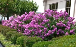 Early Bird Purple Crape Myrtle - 2 Gallon Pot 8 Early Bird Purple Crape Myrtle - 2 Gallon Pot -Blossom Grove Store Crape Myrtle Early Bird Purple 2