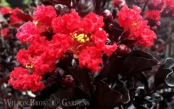 Ebony Flame Crape Myrtle - 3 Gallon Pot -Blossom Grove Store Crape Myrtle Ebony Flame 1