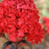 Ebony Flame Crape Myrtle - 2 Gallon Pot