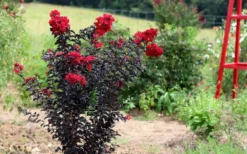 Ebony Flame Crape Myrtle - 3 Gallon Pot -Blossom Grove Store Crape Myrtle Ebony Flame Tree 1