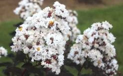 Lunar Magic Crape Myrtle Tree (Single Trunk) - 7 Gallon Pot (5-6') -Blossom Grove Store Crape Myrtle Ebony Ivory 1
