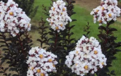 Ebony & Ivory Crape Myrtle - 3 Gallon Pot -Blossom Grove Store Crape Myrtle Ebony Ivory 2