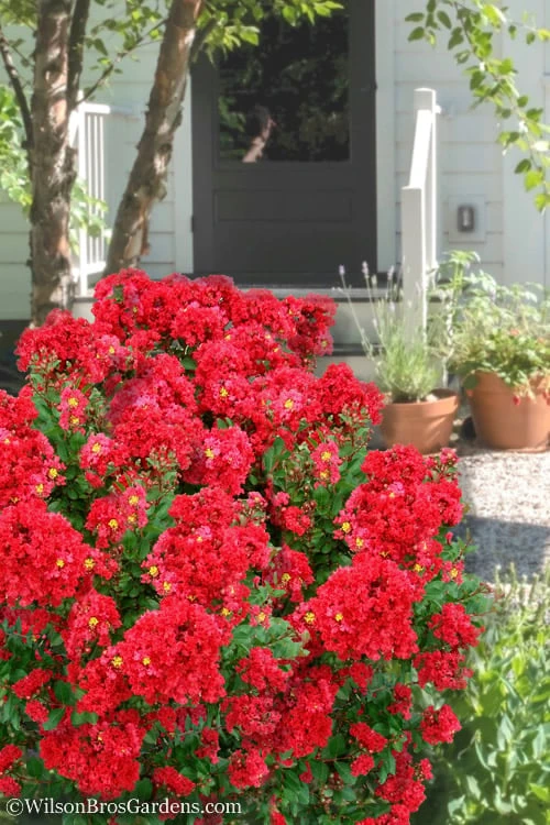 Enduring Summer Red Crape Myrtle - 5 Gallon Pot 1 Enduring Summer Red Crape Myrtle - 5 Gallon Pot