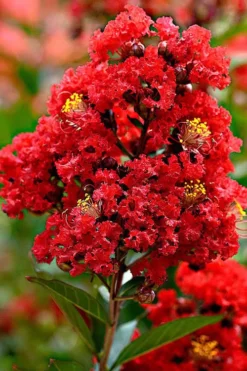 Enduring Summer Red Crape Myrtle - 5 Gallon Pot 9 Enduring Summer Red Crape Myrtle - 5 Gallon Pot -Blossom Grove Store Crape Myrtle Enduring Summer Redr BS 1