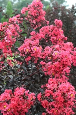 Midnight Magic Crape Myrtle (Multi Trunk) - 7 Gallon Pot -Blossom Grove Store Crape Myrtle Midnight Magic 1