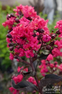 Midnight Magic Crape Myrtle (Multi Trunk) - 7 Gallon Pot -Blossom Grove Store Crape Myrtle Midnight Magic 2