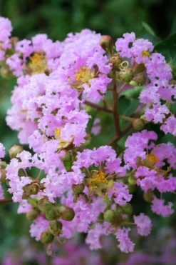 Muskogee Lavender Crape Myrtle - 5 Gallon Pot