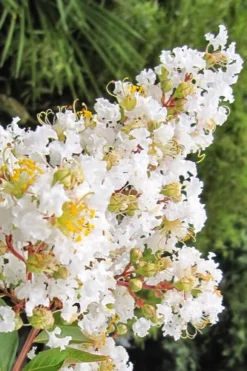 Natchez White Crape Myrtle (Multi Trunk) - 7 Gallon Pot (3-4') -Blossom Grove Store Crape Myrtle Natchez 11 3