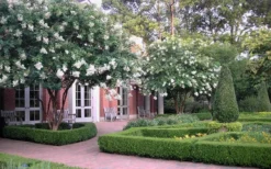 Natchez White Crape Myrtle (Multi Trunk) - 7 Gallon Pot (4-5') -Blossom Grove Store Crape Myrtle Natchez 13