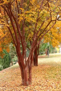Natchez White Crape Myrtle Tree (Single Trunk) - 5 Gallon Pot 9 Natchez White Crape Myrtle Tree (Single Trunk) - 5 Gallon Pot -Blossom Grove Store Crape Myrtle Natchez 17