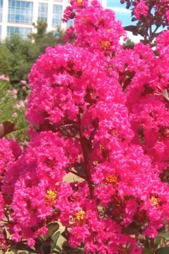 Pink Velour Crape Myrtle Tree - 3 Gallon Pot -Blossom Grove Store Crape Myrtle Pink Velour 12